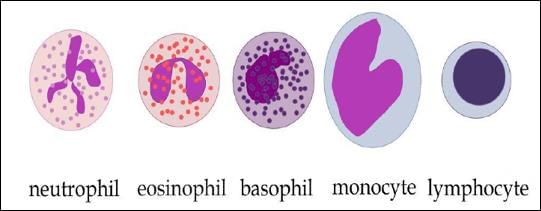 basophils neutrophils lymphocytes monocytes eosinophils