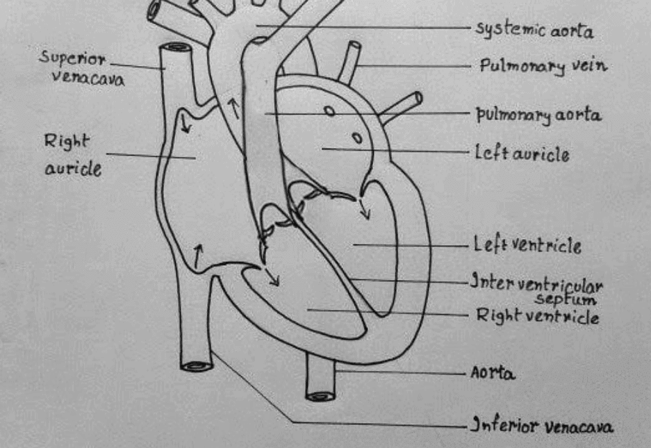 How to draw the diagram of heart? | EduRev Class 7 Question