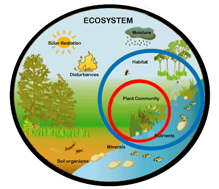 Depiction of Ecosystem