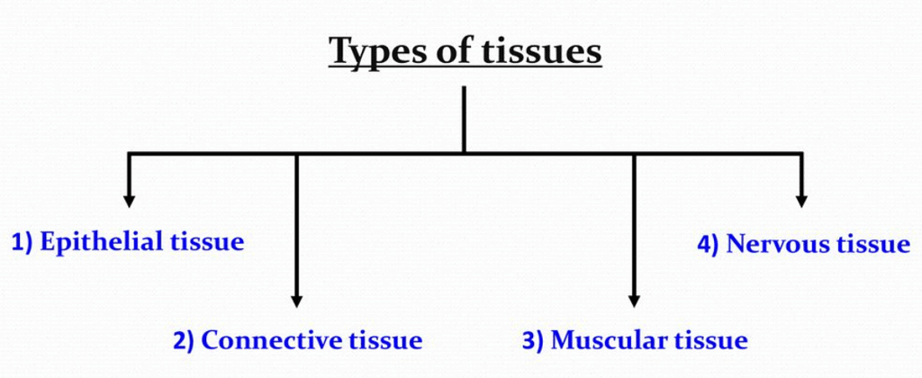 Epithelial Tissue - Biology Class 11 - NEET PDF Download