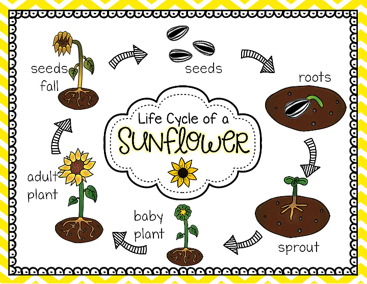 How does a Plant Grow from the Seed? Science Class 5 PDF Download