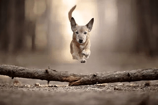A dog running