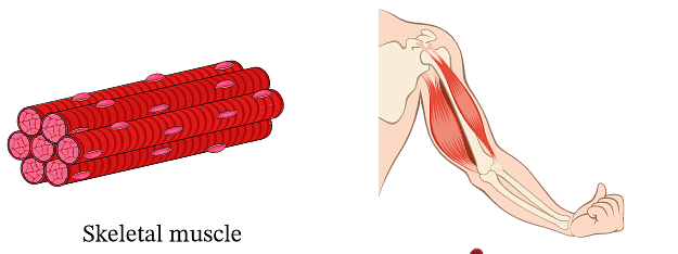 Muscles And Types Of Muscles - Science Class 5 PDF Download