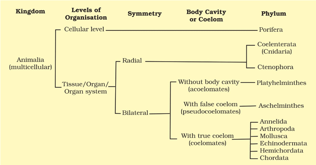 Chapter Notes: Animal Kingdom - Notes | Study Biology Class 11 - NEET Chapter Notes: Animal Kingdom - Notes | Study Biology Class 11 - NEET