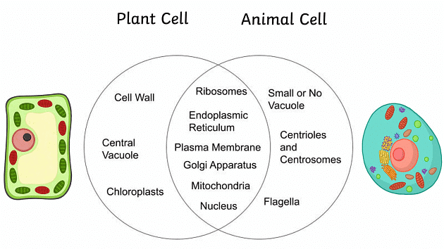 cell-the-unit-of-life-class-11-notes-biology-chapter-8