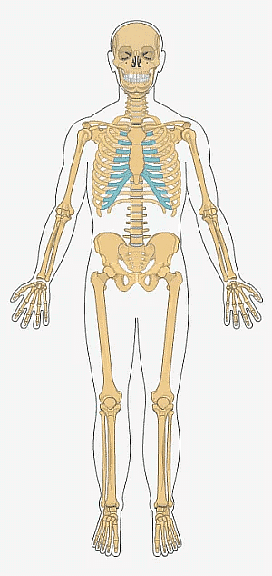 Illustration of a human skeleton and its surrounding body mass Stock Photo  - Alamy