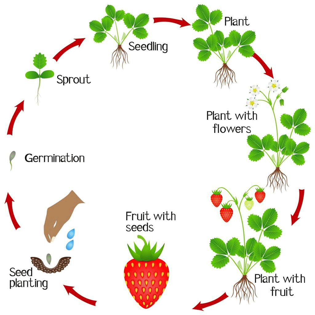 Reproduction through Seeds | Science Class 5