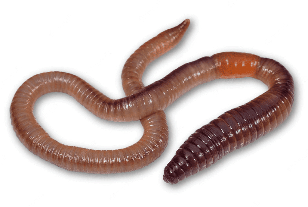 Earthworm (Land)
