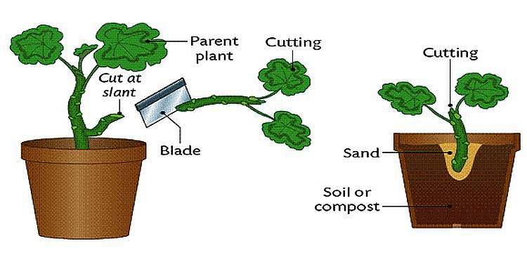 Reproduction in Plants - Notes | Study Science Class 5 - Class 5