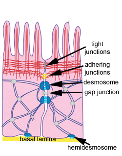 Epithelial Tissue - Biology Class 11 - NEET PDF Download