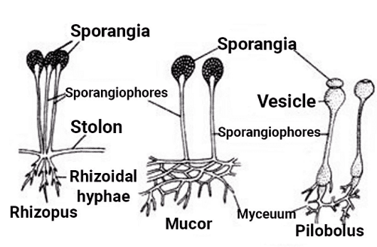 Kingdom Fungi | Biology Class 11 - NEET