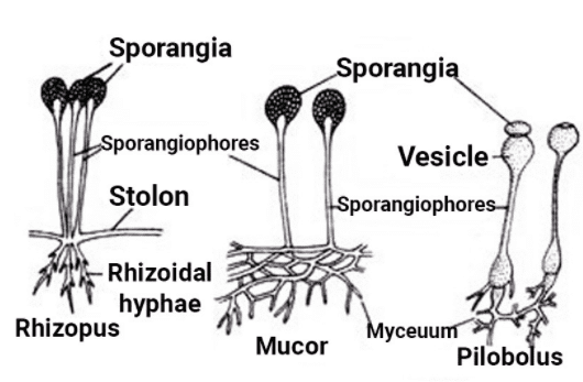 Kingdom Fungi - Biology Class 11 - NEET PDF Download