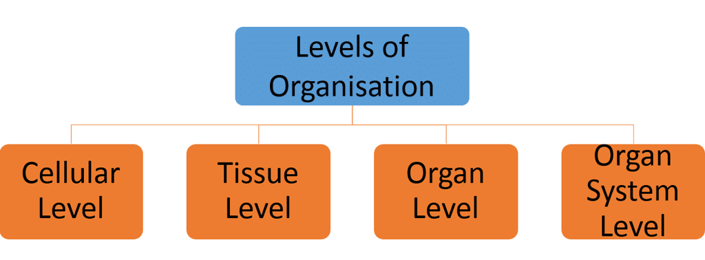 Chapter Notes: Animal Kingdom - Notes | Study Biology Class 11 - NEET Chapter Notes: Animal Kingdom - Notes | Study Biology Class 11 - NEET