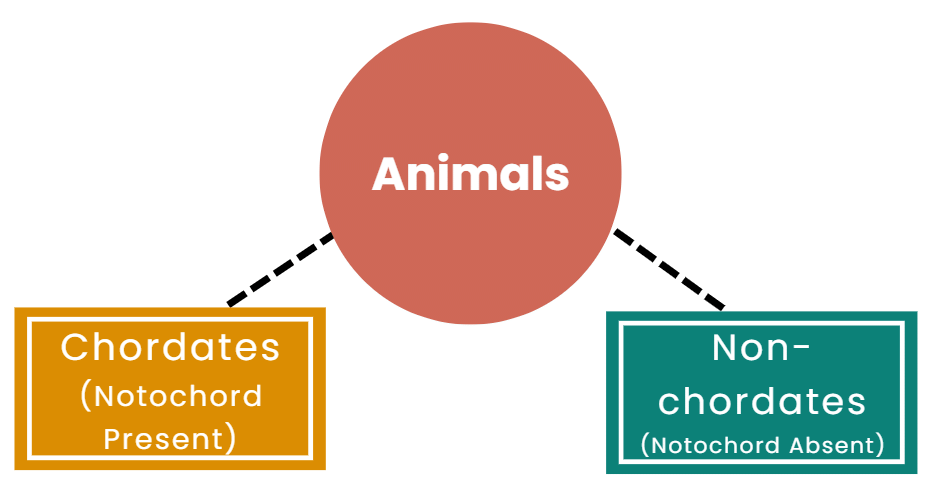 Chapter Notes: Animal Kingdom - Notes | Study Biology Class 11 - NEET Chapter Notes: Animal Kingdom - Notes | Study Biology Class 11 - NEET