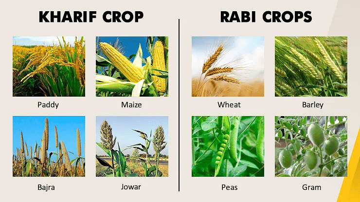 Crops & Safety Notes | Study Science Class 5 - Class 5