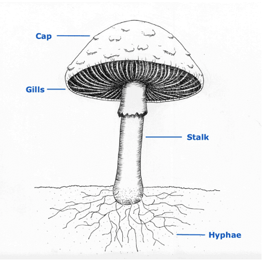 Kingdom Fungi - Notes | Study Biology Class 11 - NEET