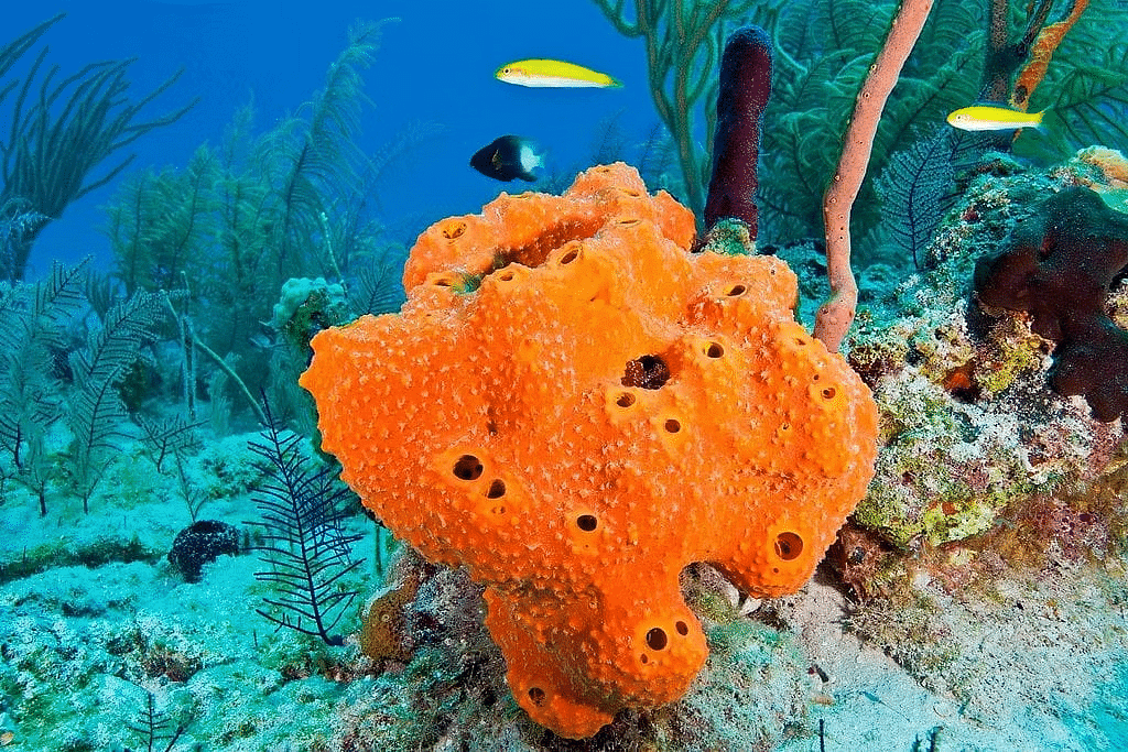 Chapter Notes: Animal Kingdom Notes | Study Biology Class 11 - NEET
