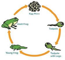 The following diagram represents the life cycle of a frog.Answer the ...