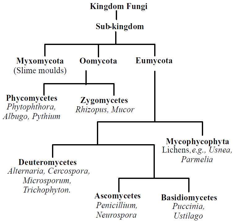 BIOLOGICAL CLASSIFICATION - Botany PDF Download