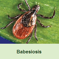 Emerging Disease Issues - Babesiosis