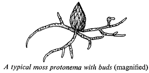 What is protonema? | Socratic