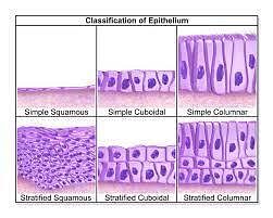 Epithelium — Functions and Types of Epithelial Tissue | Lecturio
