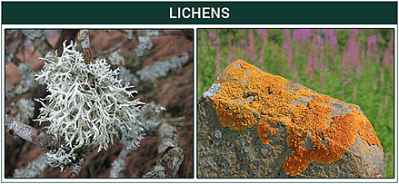 What are Lichens? - Types and General Characteristics of Lichens