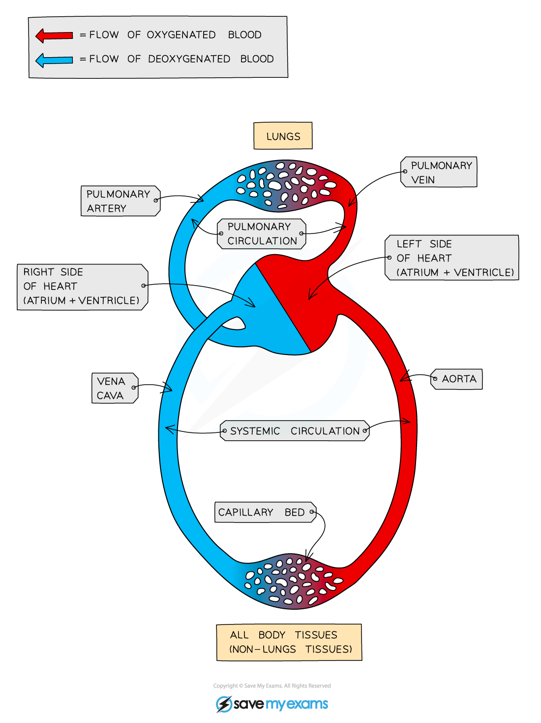 Circulatory System 1 Year 9 Pdf Download 7133