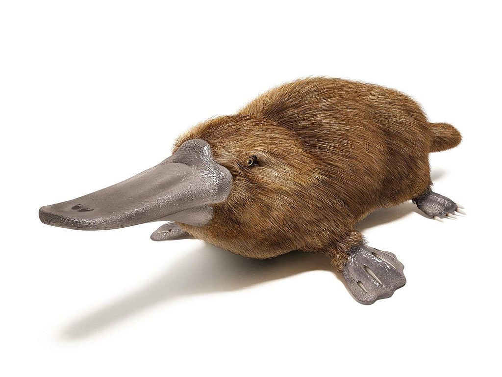Platypus Facts (Ornithorhynchus anatinus)
