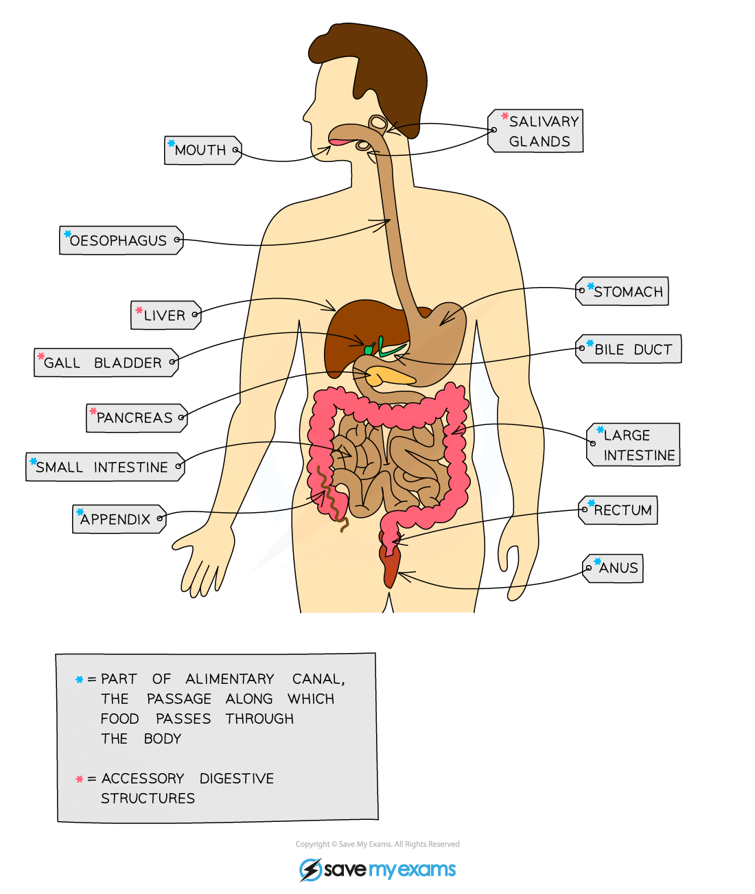 Digestive System - Year 9 PDF Download