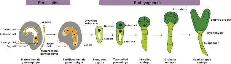 Megaspore - an overview | ScienceDirect Topics