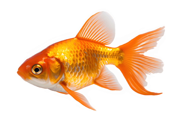 Fish Png PNGs for Free Download