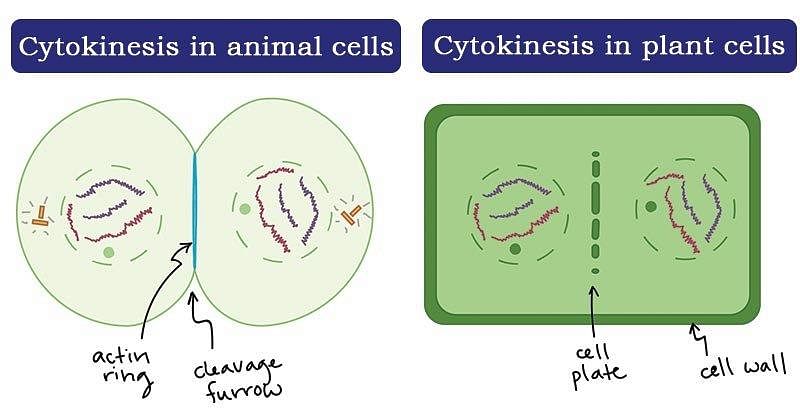 Cytokinesis- Definition and Process (in animal and plant cells)