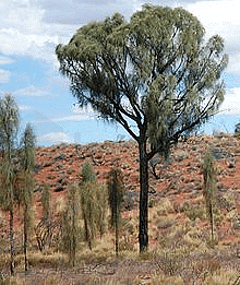 Allocasuarina decaisneana - Wikipedia