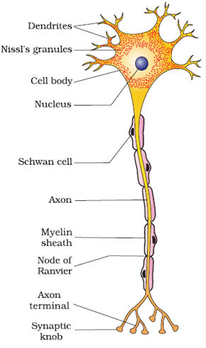 Neural Control and Coordination class 11 Notes Biology | myCBSEguide