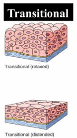 Advanced Knowledge of Types of Epithelial Tissues | Definition, Examples,  Diagrams