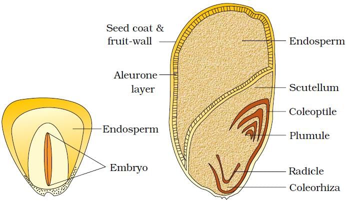 Welcome to the Living World: Morphology of Flowering Plants - Notes | Class  11 | Part 5: The Fruit and Seed