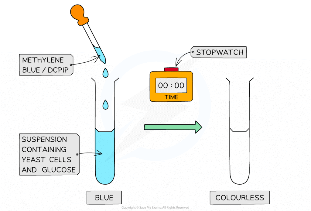 Respiration in Cells - Year 9 PDF Download