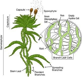 Schematic of Sphagnum plants. The Sphagnum plant consists of a stem,... |  Download Scientific Diagram
