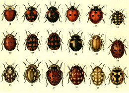 Variation in nature can be quantified. Variation in nature can be quantified.