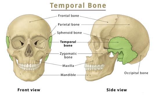 Hardest Part of the Human Body?a)Tooth Enamelb)Femurc)Temporal bone of ...