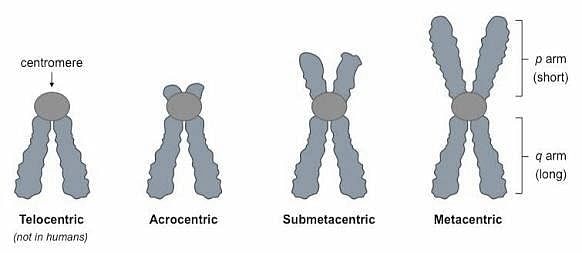 Help me please, The shorter and longer arm of a sub-metacentric chromosomes  are referred as: