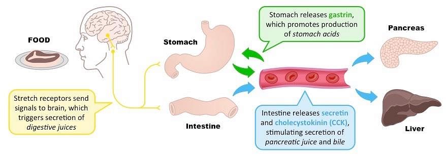 gastric secretions