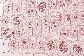 Mitosis in Onion Root Tips (Theory) : Cell biology Virtual Lab II :  Biotechnology and Biomedical Engineering : Amrita Vishwa Vidya… | Cell  biology, Mitosis, Biology