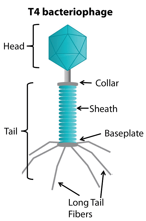 Bacteriophage Fact Sheet - Morgridge Institute for Research