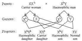 case study questions from principles of inheritance and variation