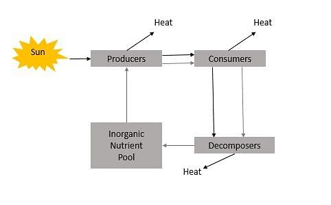 Energy Flow in Ecosystem - Tutorialspoint