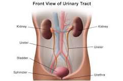 Image result for Which among the following is not included in the Urinary System? 1 Kidney 2 Rectum 3 Urethra 4 Ureter