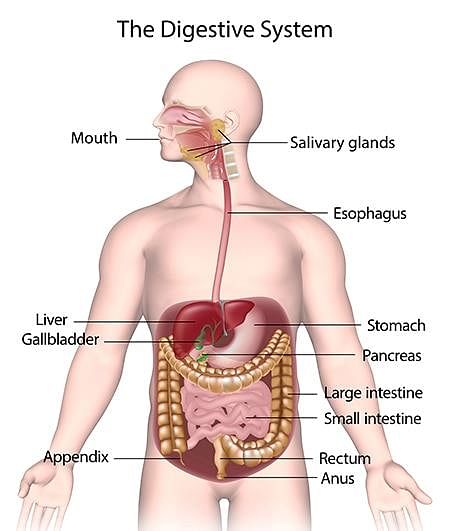 Topic 6.1 And 6.2 Digestion And The Blood System - Lessons - Blendspace