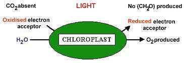The Open Door Web Site : IB Biology : Photosynthesis : The light dependent  reaction